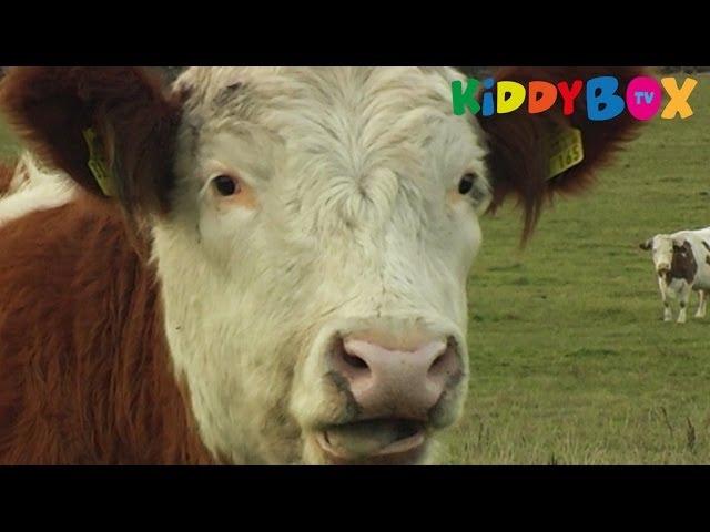 Bauernhof Tiere - Kühe / Cows - (KIDDYBOX.TV)