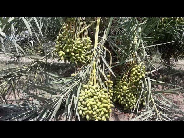 Dhaki Date Nursery plants ready to District Jhang punjab