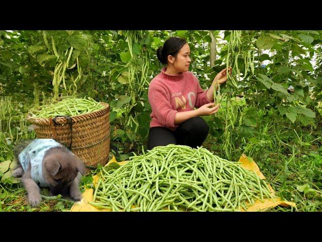 Harvesting Green Bean Garden goes to the market sell | Lý Thị Ca