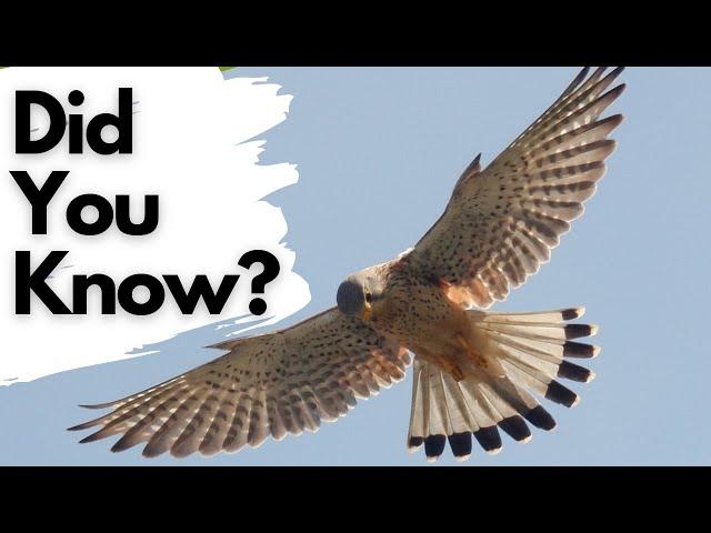 Things you need to know about KESTRELS!