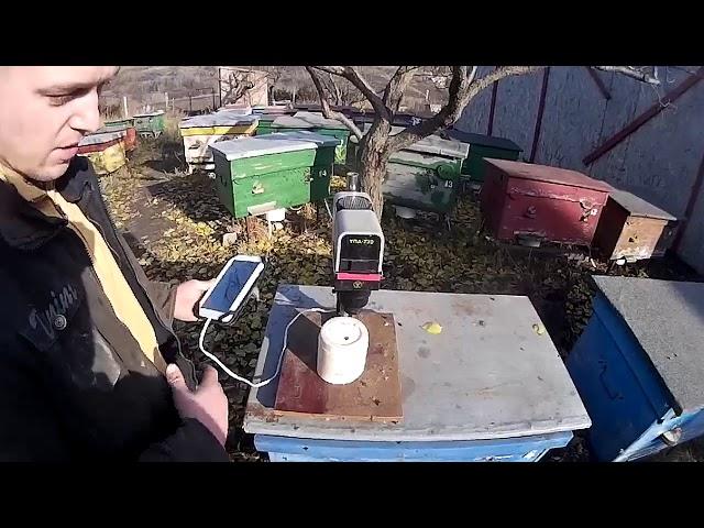 Жировое тело пчелы - устройство для определения его величины