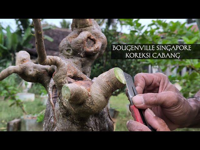 Making Bougainvillea Bonsai Singapore Branch Correction