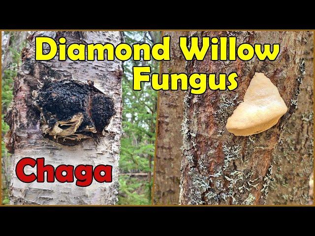 Harvesting Diamond Willow Fungus and Chaga