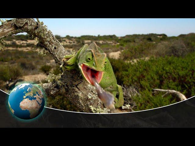 The fascinating fauna of the Mediterranean Sea