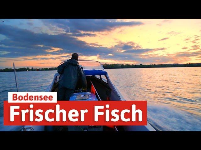 Frischer Fisch am Bodensee - vom See direkt auf den Teller