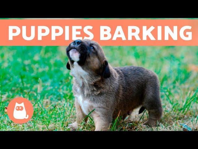 The Best PUPPIES BARKING COMPILATION   Cute and Adorable Puppy Barks!