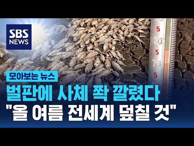 벌판에 사체 쫙 깔렸다…"올 여름 전세계 덮칠 것" / SBS / 모아보는 뉴스