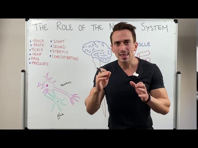 Introduction to the Nervous System