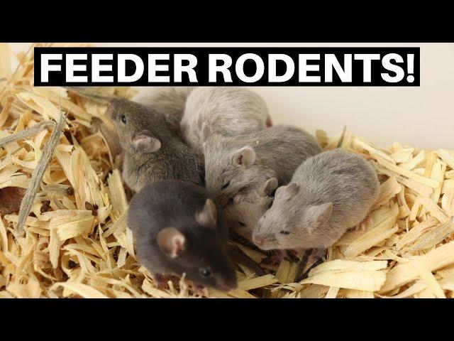 Breeding Feeder Rodents! Breeding Mice And Rats For Snakes! - Benjamin's Exotics