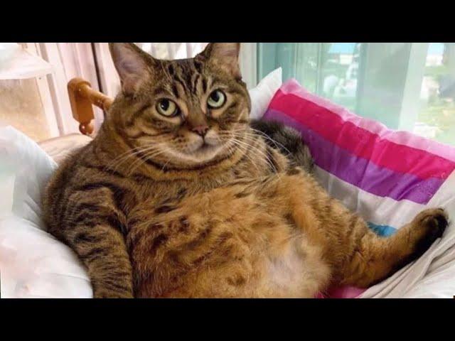 Funny Cat And Dog Videos  - Funniest Pets  