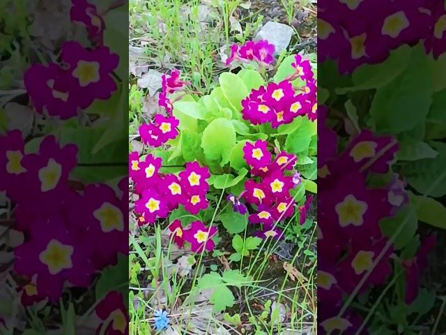 Люблю природу цветы #весна