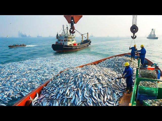 The method of catching thousands of mackerel will surprise you, fishermen catch mackerel with nets