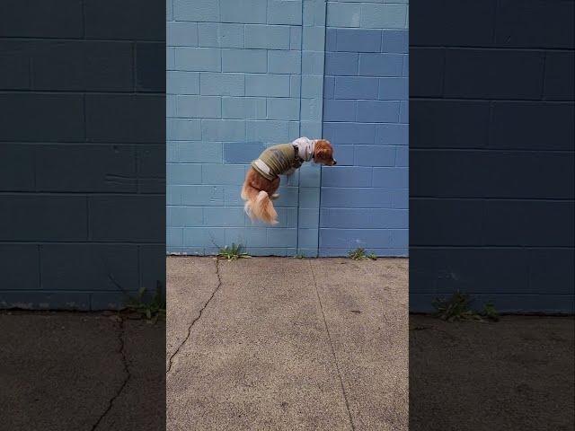 Skateboarding parkour dog #parkour #skateboardingdog