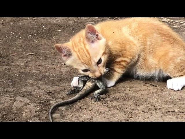 Gran Canaria. Riesenhunger! Katzenbaby verputzt Riesenechse ganz alleine.