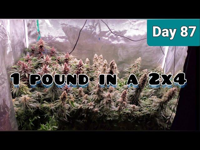 2x4 Grow Tent Growing a Pound with the Mars Hydro Sp3000 Day 87/Day52,Final Full Tent Update