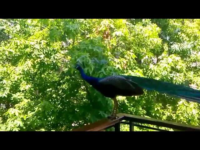 Indian peacock (Pavo cristatus) flying