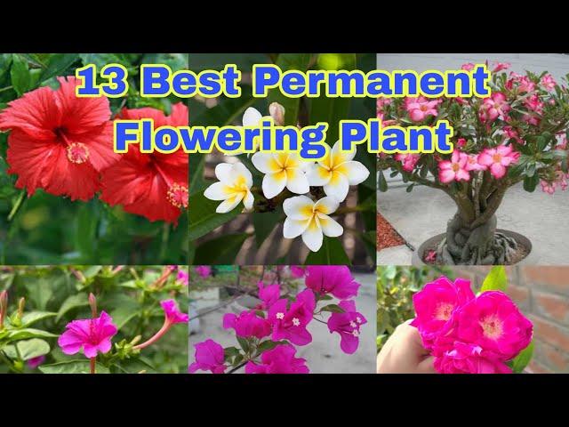 13 Best Permanent Flowering Plant For Home Gardening