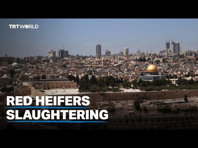 Jews prepare to slaughter red heifers at Al-Aqsa to fulfil prophecy