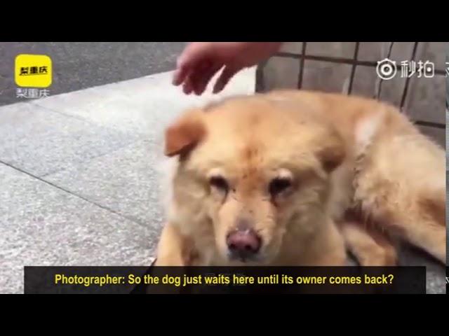 A touching dog's tale in China