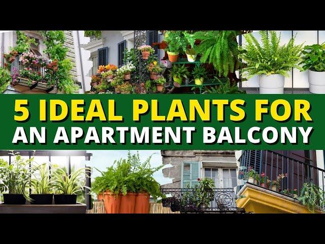 5 Ideal Plants for an Apartment Balcony  Balcony Gardening Ideas 