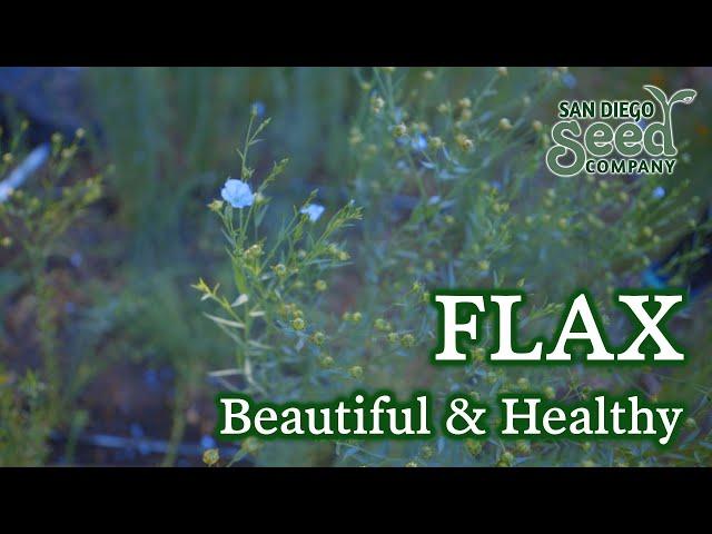 What is FLAX good for? Here's how to plant, grow & harvest this powerful flower