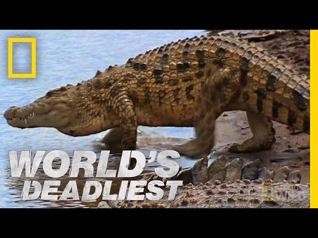 Croc Attack! | World's Deadliest