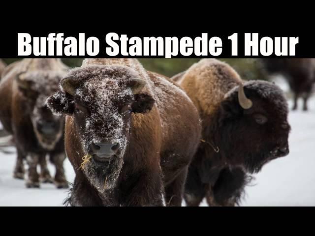 Buffalo Stampede - 1 Hour