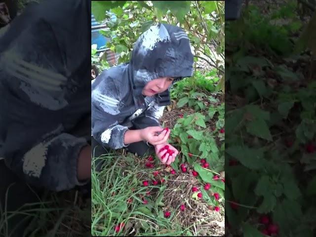 Собираем боярышник