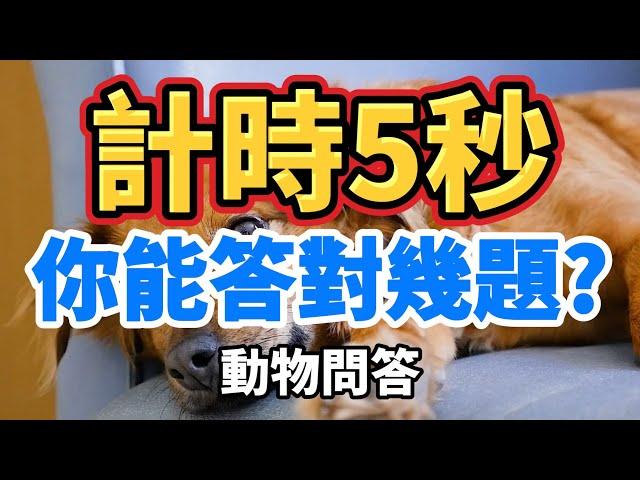 [ 問答超人 - 計時5秒 ] 挑戰動物知識 你能答對幾題?