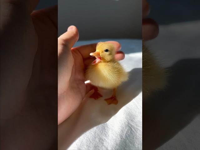 Such a cute baby duckling #shorts