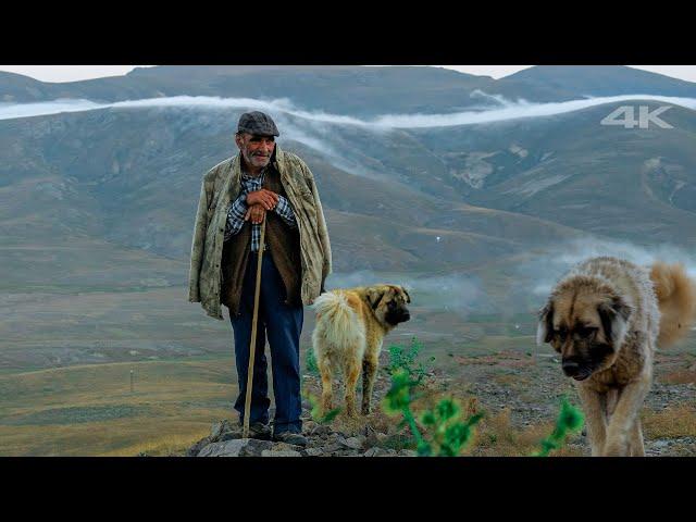 Herd of Shepherd Fikret in Balahor Plateau | Documentary ▫️4K▫️