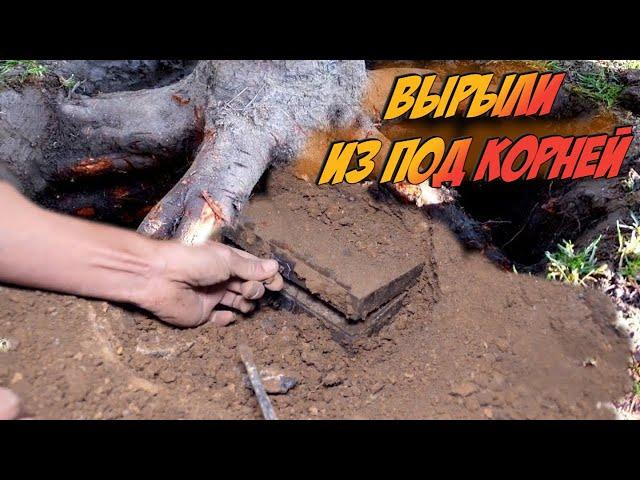 Рвали землю из под корней. Там что то лежит под корнями.