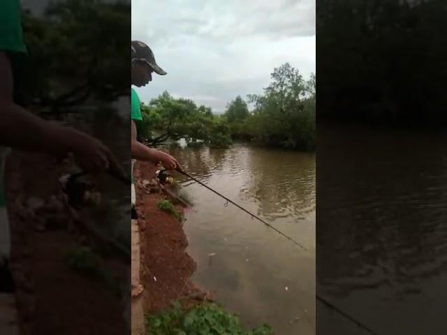 best fishing video/ Barramundi fishing  goa-India/angler/Top water explosion strike2022