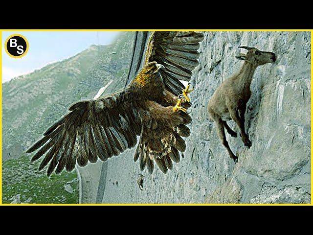 20 Cruelest Birds of Prey Hunting Moments