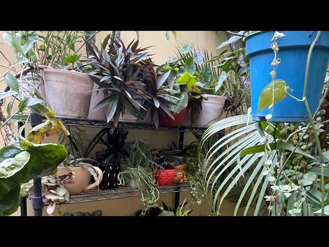 Dekhiye mere plant stand ko|Plant stand overview with plant names|Shade loving plants|#houseplants 🪴