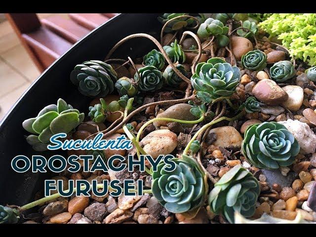 OROSTACHYS Furusei