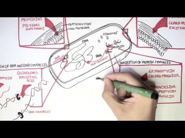 Microbiology - Antibiotics Mechanisms of Action