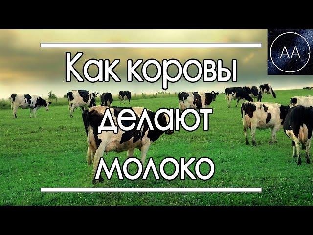 Откуда у коровы молоко | All About