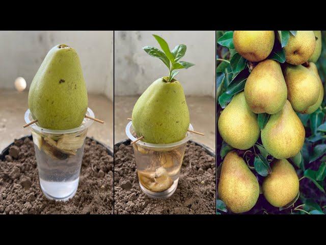 Easy way to grow pear trees from pear fruit | unique tricks and formula |