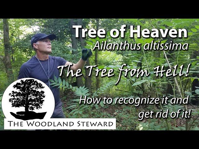 Tree of Heaven (Ailanthus altissima) - Identification & Control (without causing it to sucker!)