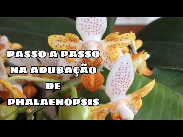 ADUBAÇÃO DE PHALAENOPSIS