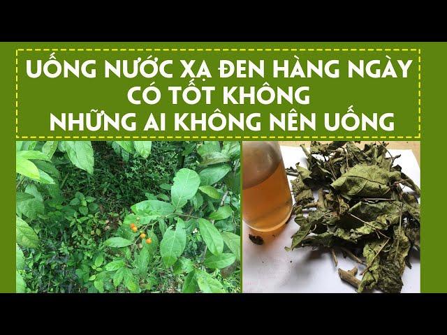 UỐNG NƯỚC XẠ ĐEN HÀNG NGÀY CÓ TỐT KHÔNG - NHỮNG AI KHÔNG NÊN UỐNG