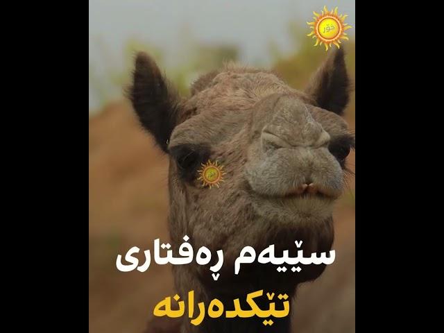 تایبەتمەندییەكانی حوشتر چییە