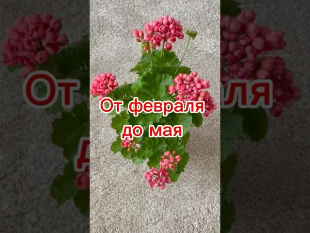 Обрезаю пеларгонии всегда только в феврале  #дачныесоветыоттетинади #пеларгония #герань