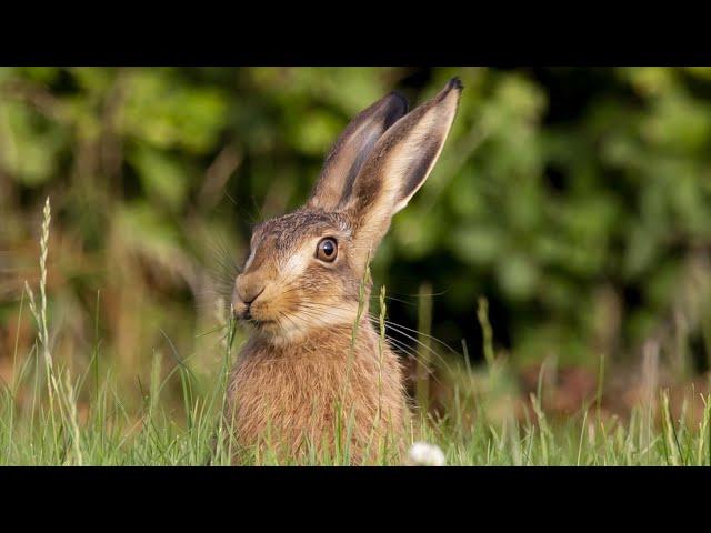 Крик зайца, звук зайца, голос зайца | Cry hare, hare sound, hare voice