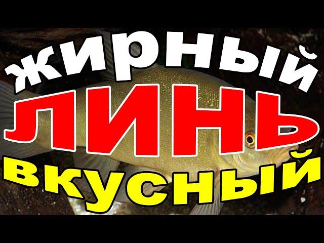 РЫБА ЛИНЬ СО ВКУСОМ РЫБЫ ЛИНЬ а не подгоревшей на сковороде муки.