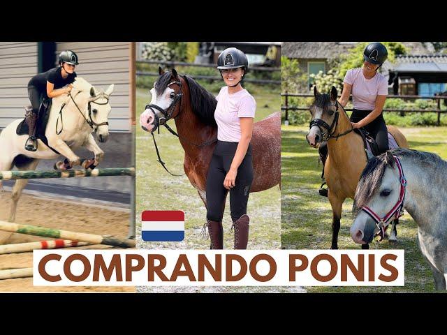 VLOG-En busca de ponisen Holanda ,monto mil ponis ️ aventura con Sports Ponis, los elegidos?