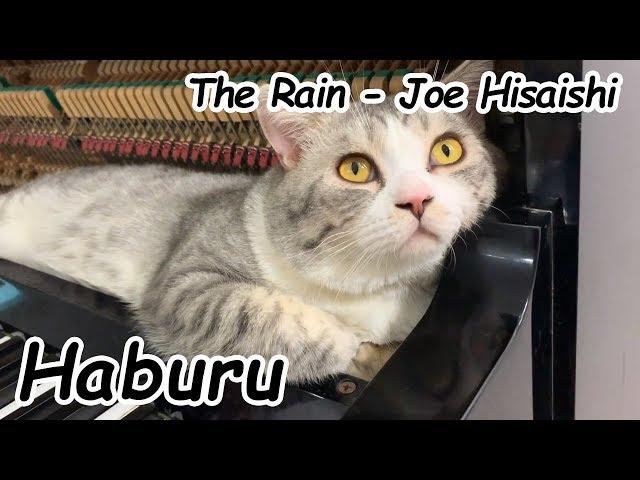 The Rain | Joe Hisaishi | Cover by Minh Piano