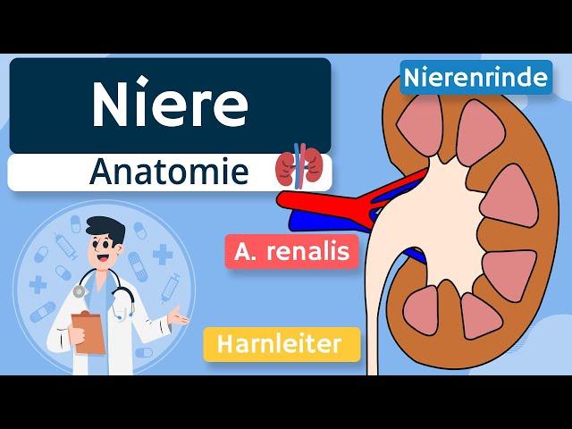 Niere - Aufbau und Funktion einfach erklärt