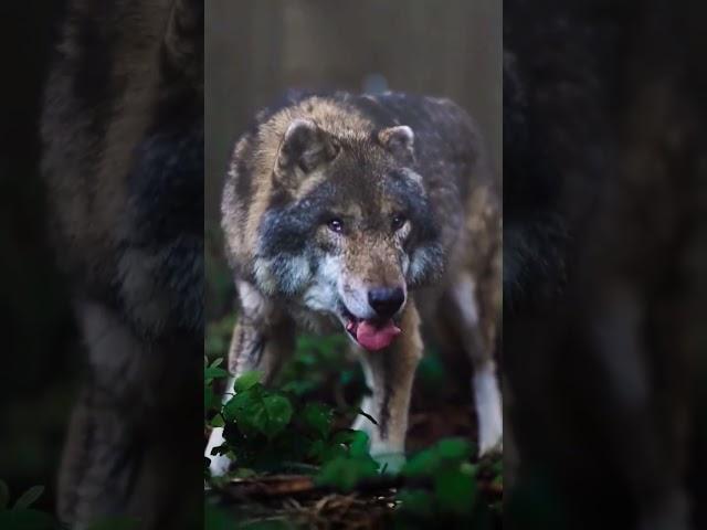 Freki. WOLF VIRAL VIDEO #wolfattack #viralvideo2023 #shorts